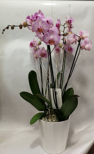Assemblage Orchidées Racine Colorées